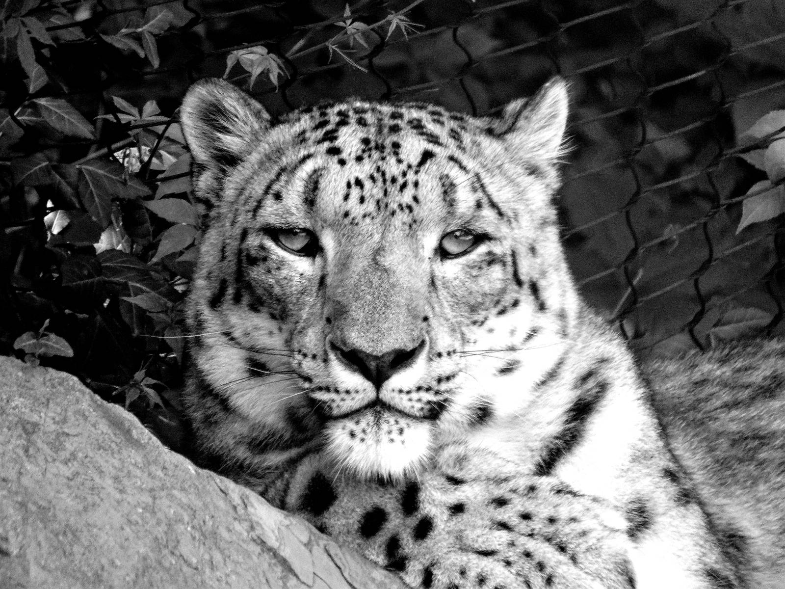 Jul. 2015 - Cat Canyon - Snow Leopard - Nubo