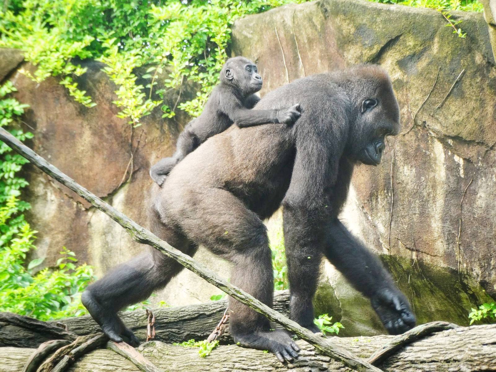 Jul. 2015 - Gorilla World - Asha and Baby Mondika