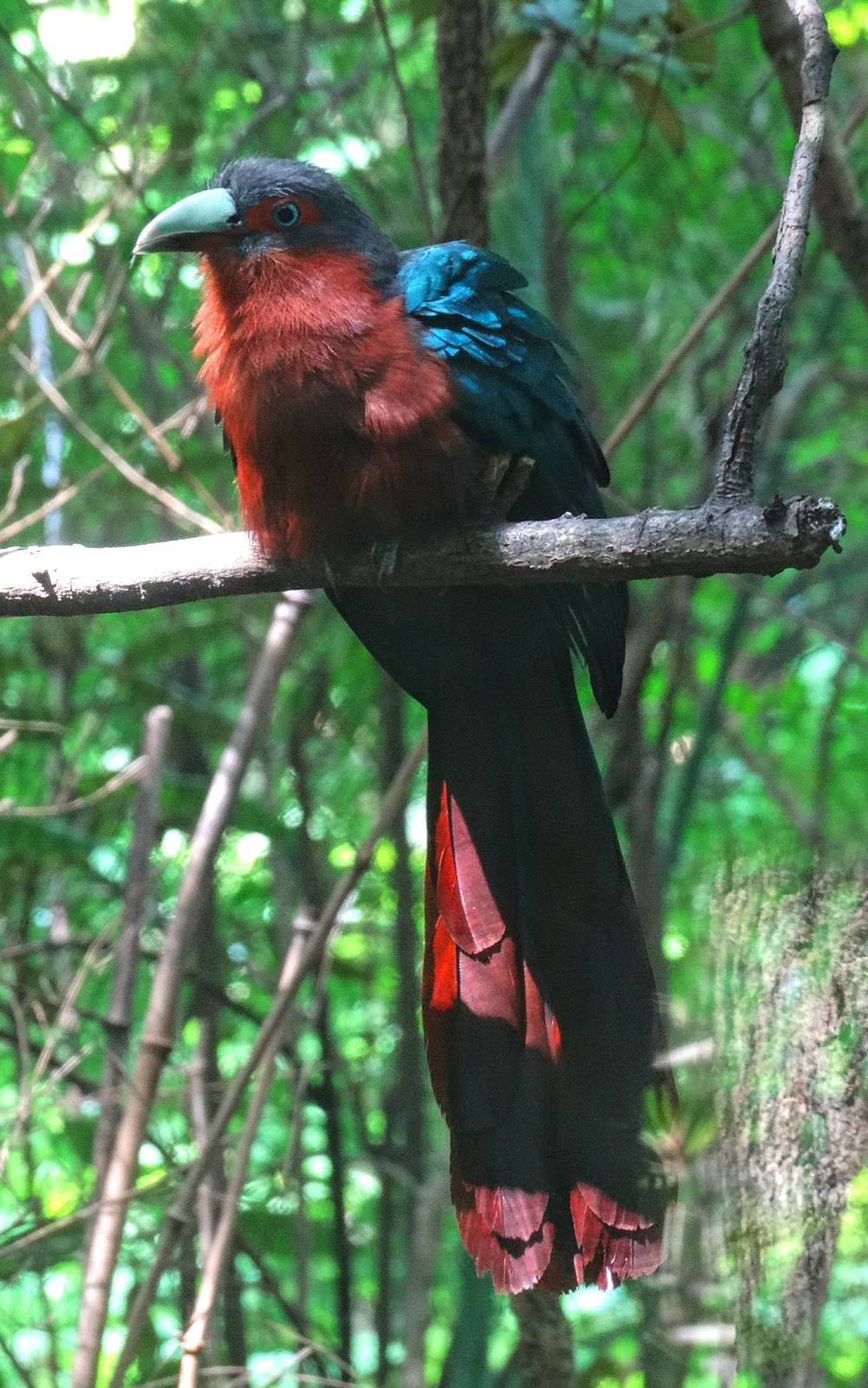 Jul. 2015 - Jungle Trails - Chestnut-breasted Malkoha (New Species)