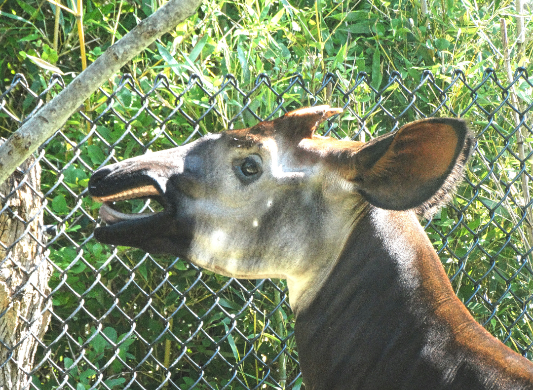 Jul. 2015 - Rhino Reserve - Kiloro