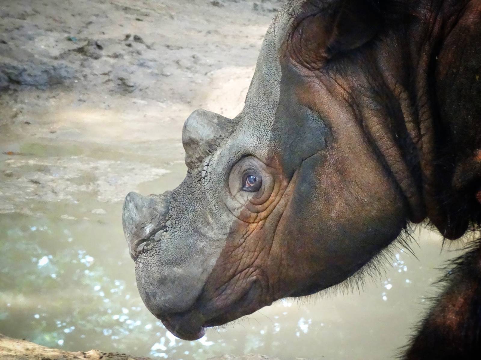 Jul. 2015 - Wildlife Canyon - Harapan