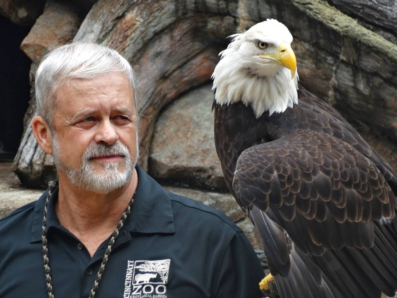 Jul. 2015 - Wings of Wonder Bird Show - Sam - Bald Eagle