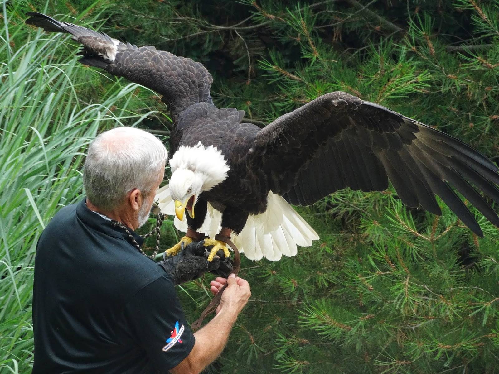 Jul. 2015 - Wings of Wonder Bird Show - Sam - Bald Eagle