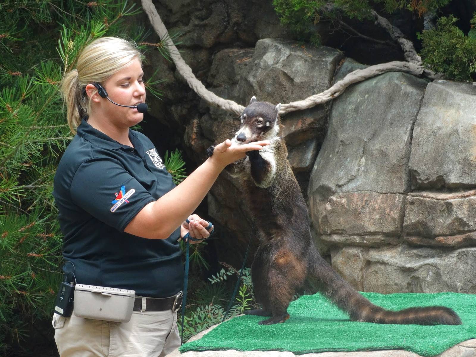 Jul. 2015 - Wings of Wonder Bird Show - Watson - White-nosed Coatimundi