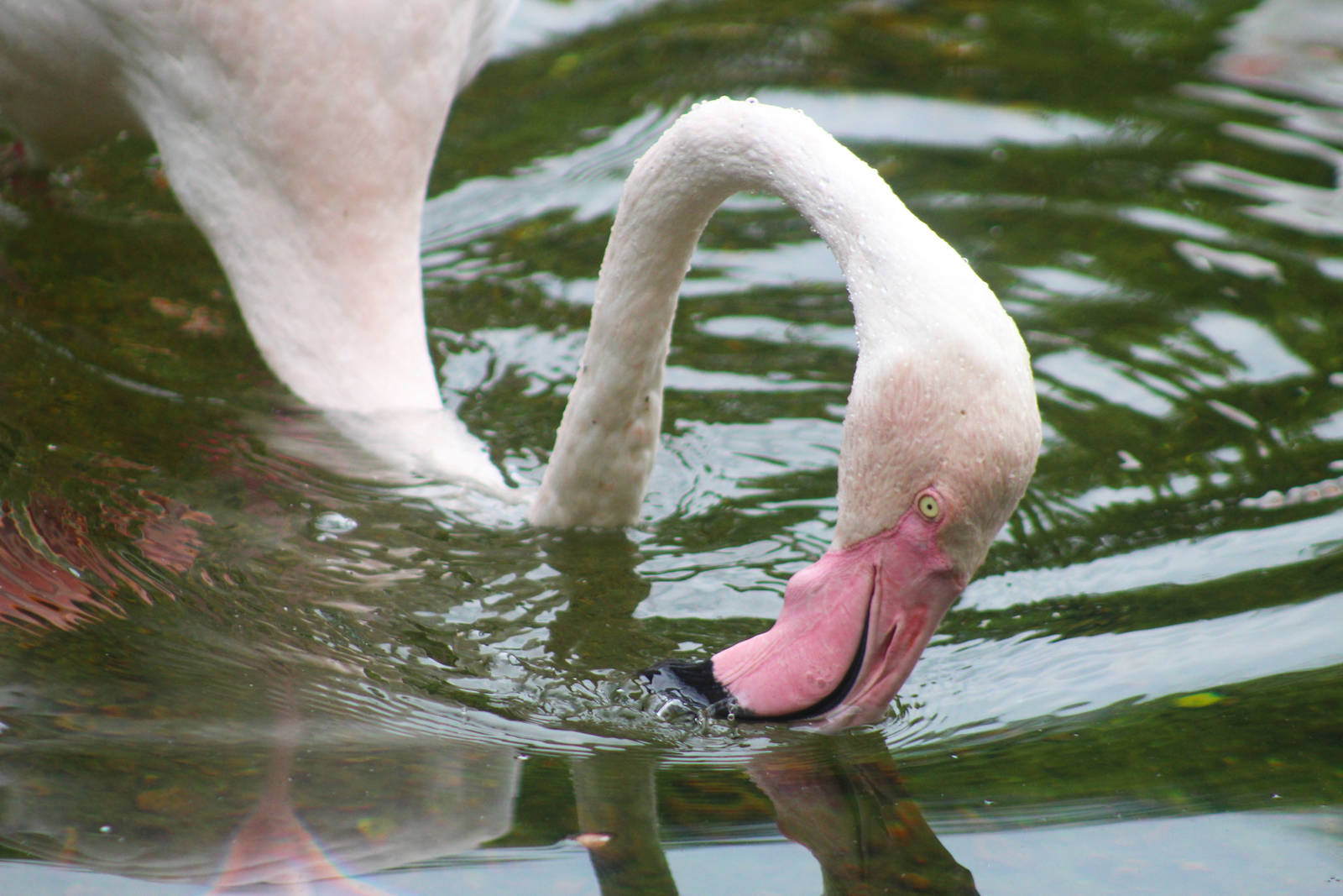 Jul. 2016 - Africa - Greater Flamingo