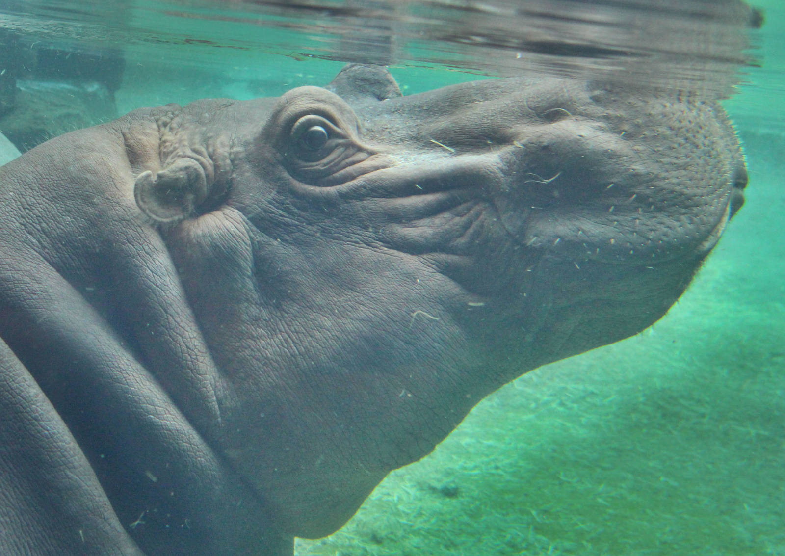 Jul. 2016 - Africa - Hippo Cove - Bibi