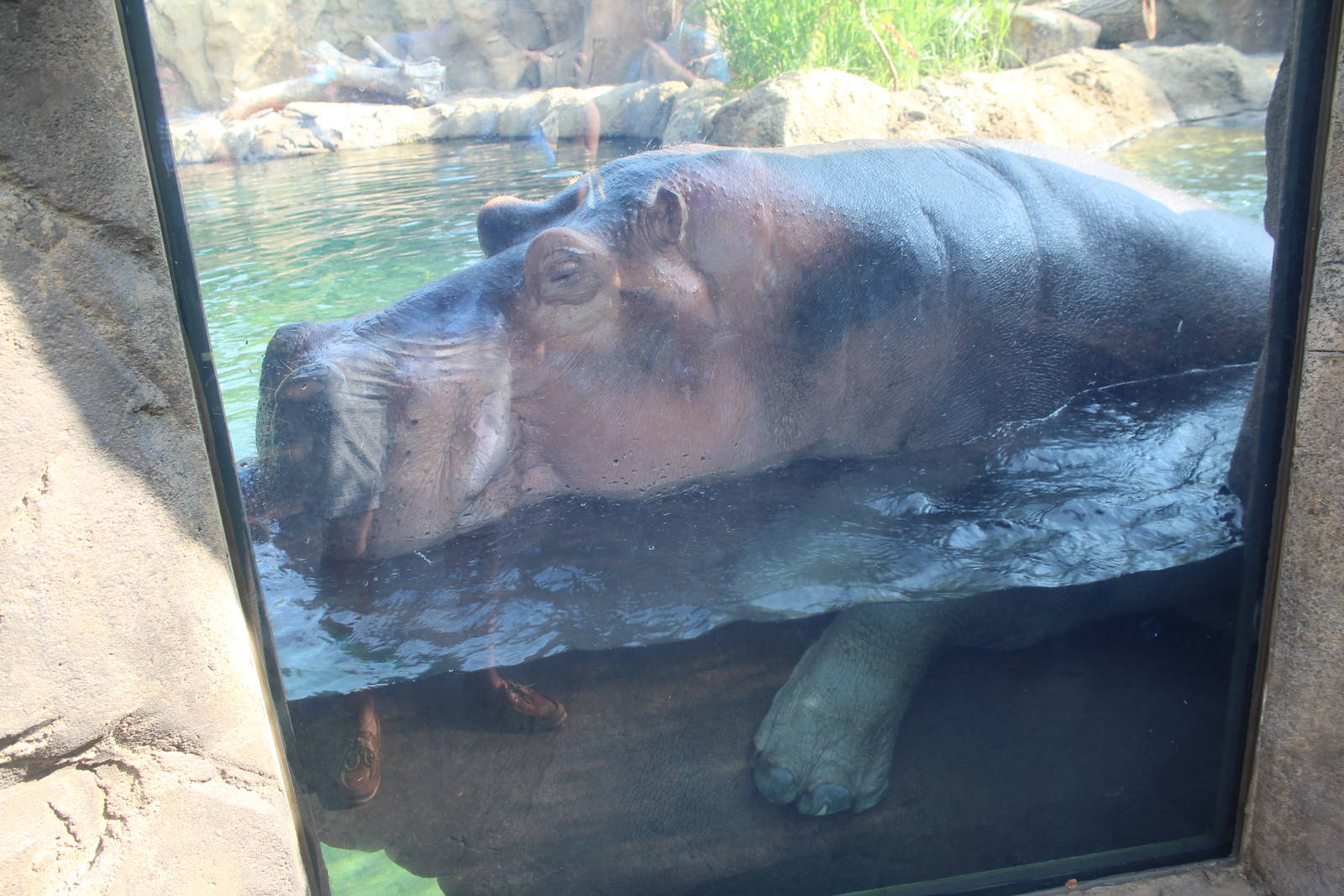 Jul. 2016 - Africa - Hippo Cove - Henry and BiBi Mating