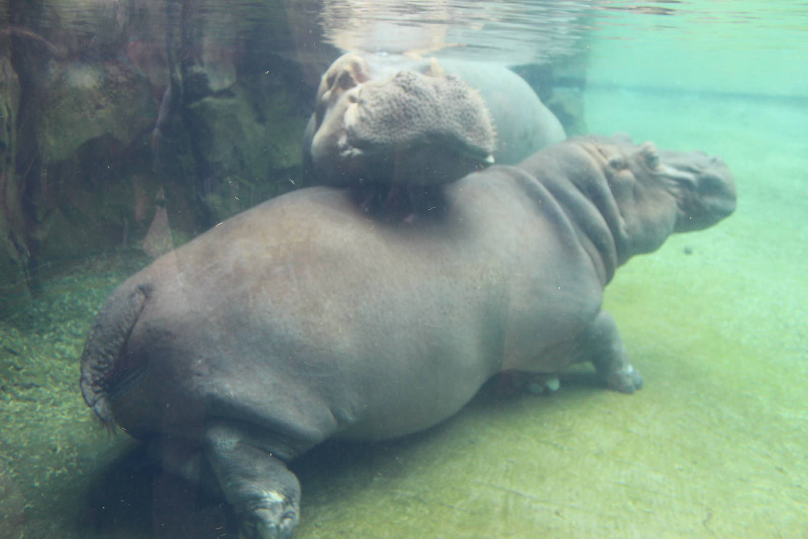 Jul. 2016 - Africa - Hippo Cove - Henry and Bibi