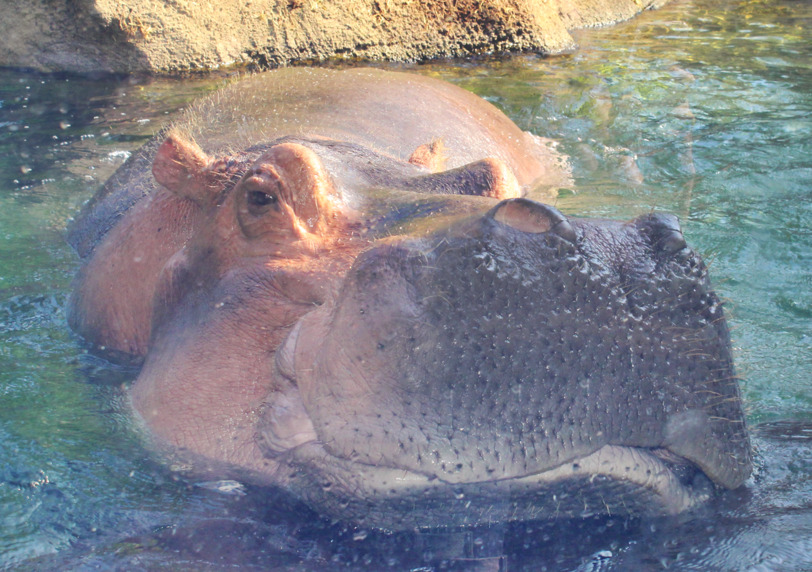 Jul. 2016 - Africa - Hippo Cove - Henry