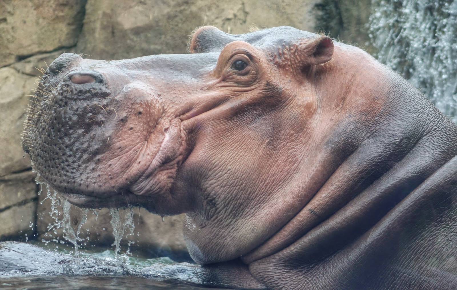 Jul. 2016 - Africa - Hippo Cove - Henry