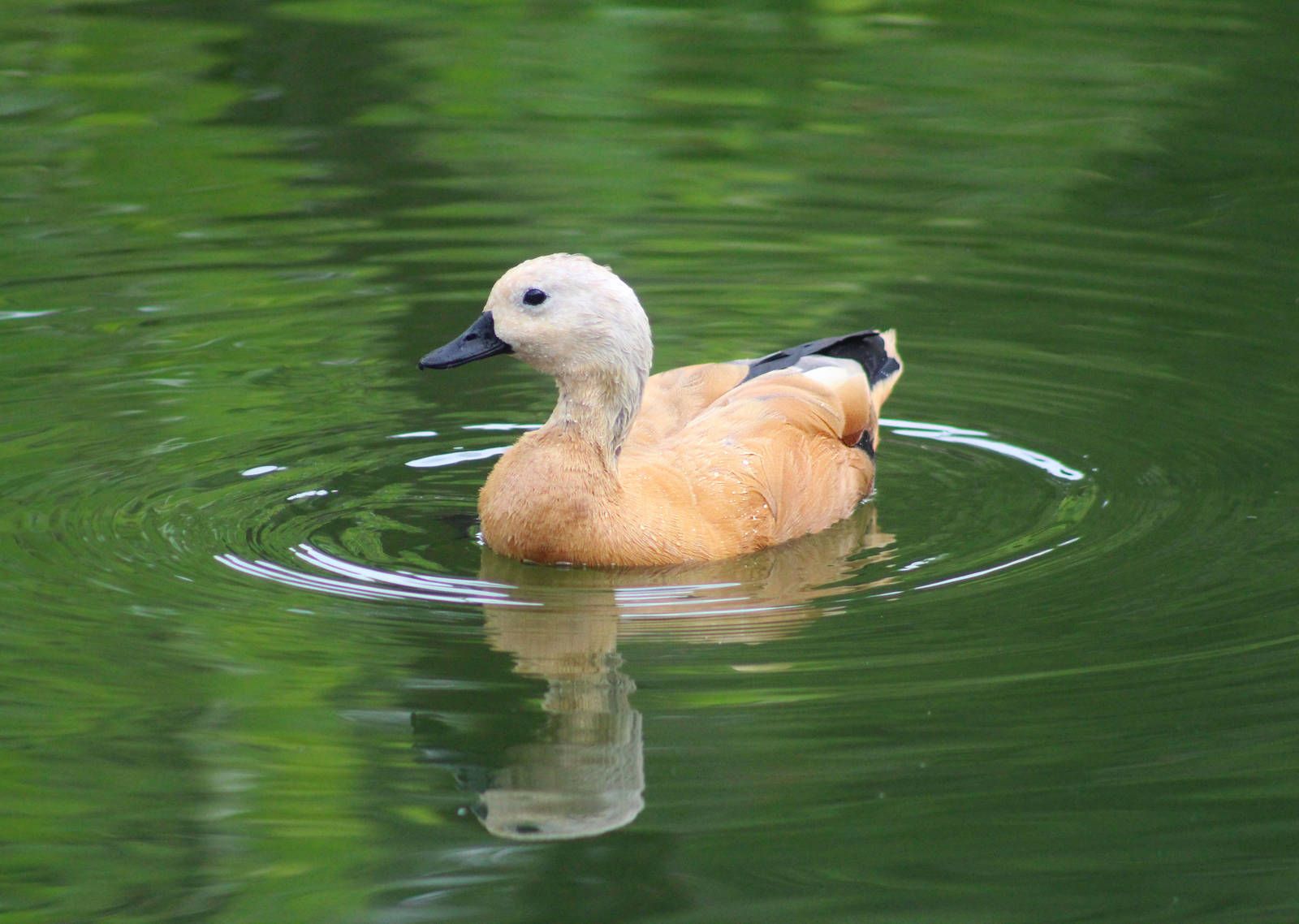 Jul. 2016 - Africa - Ruddy Shelduck