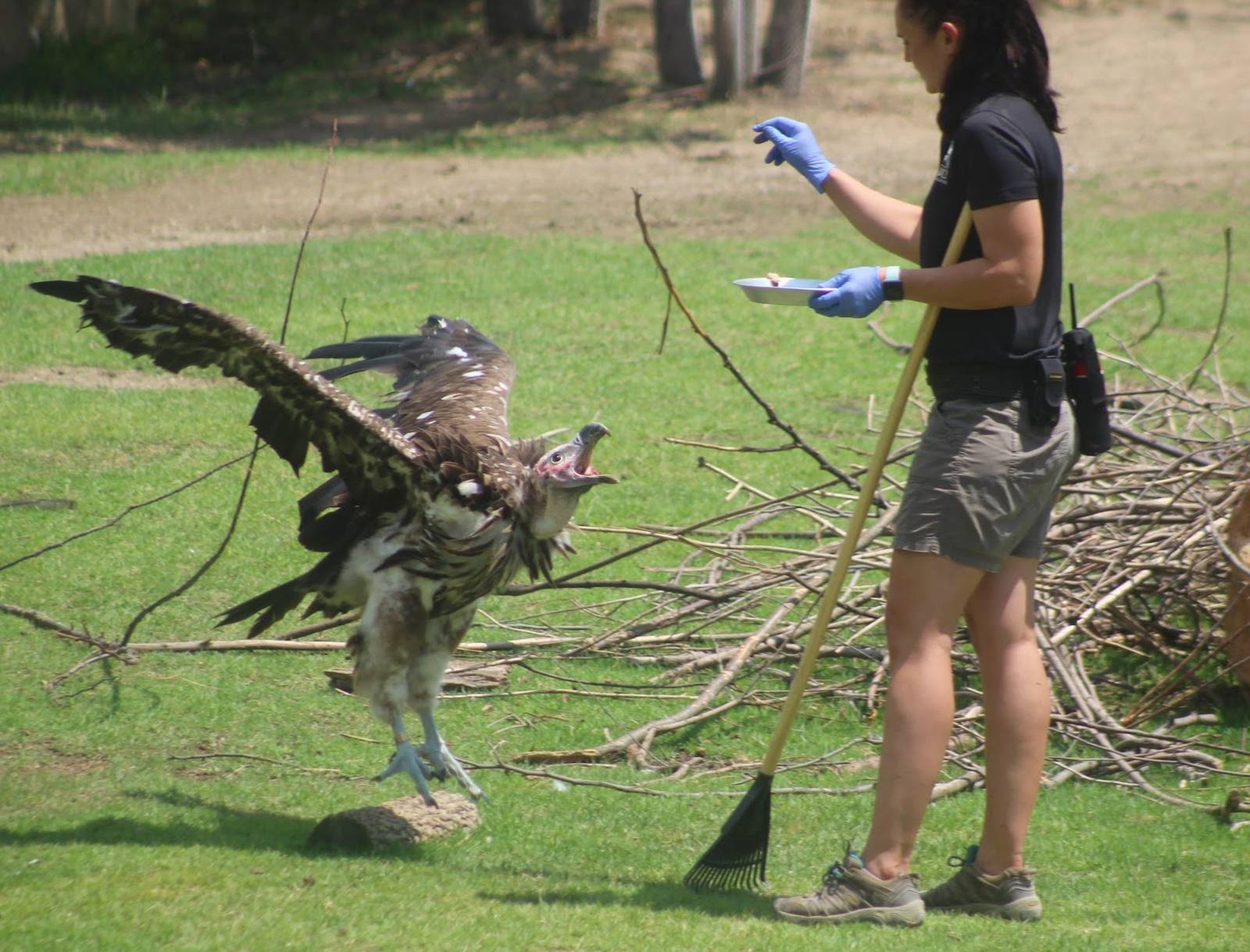 Jul. 2016 - Africa - Vulture Training Session