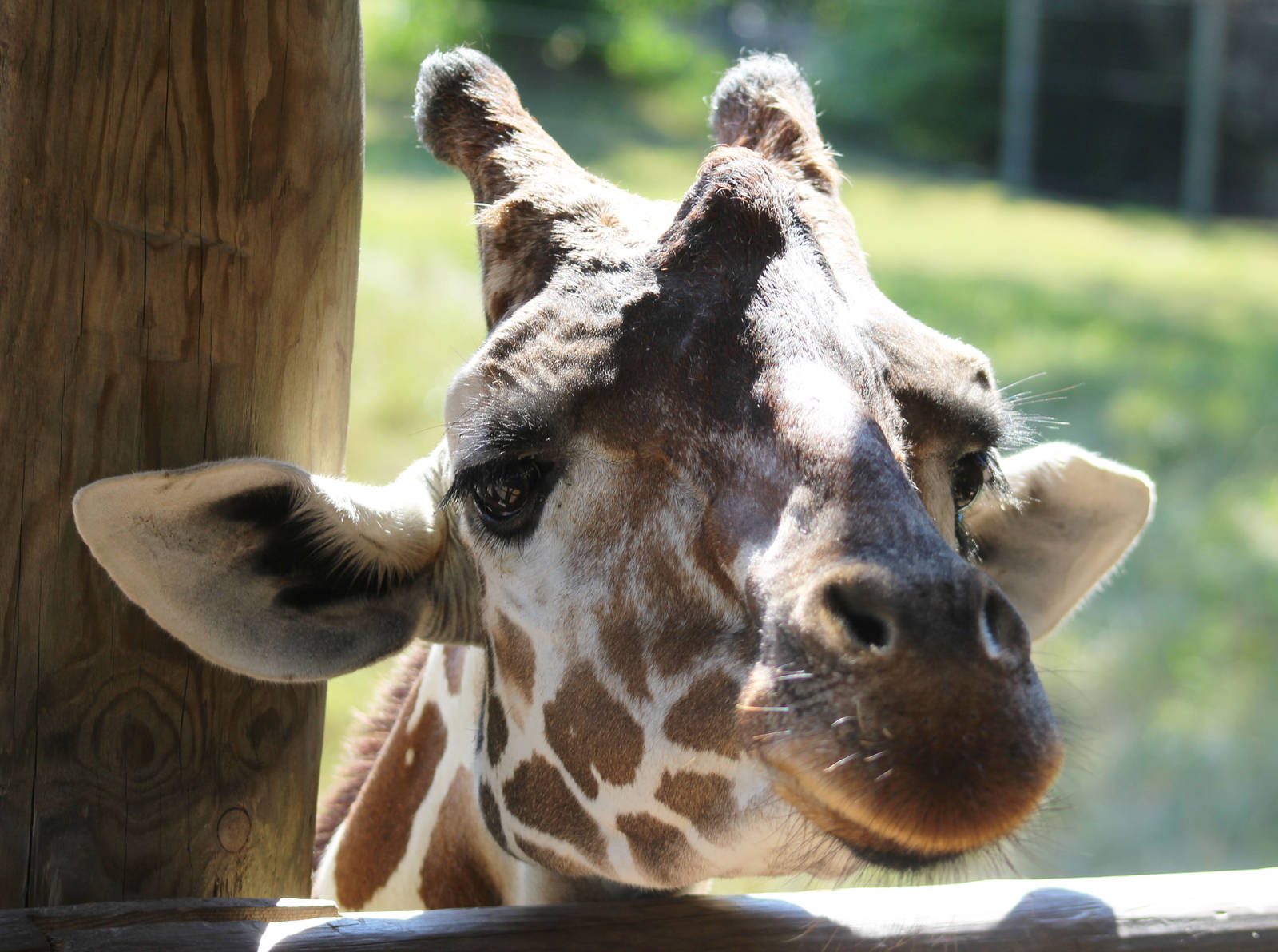 Jul. 2016 - African Journey - Giraffe Feeding