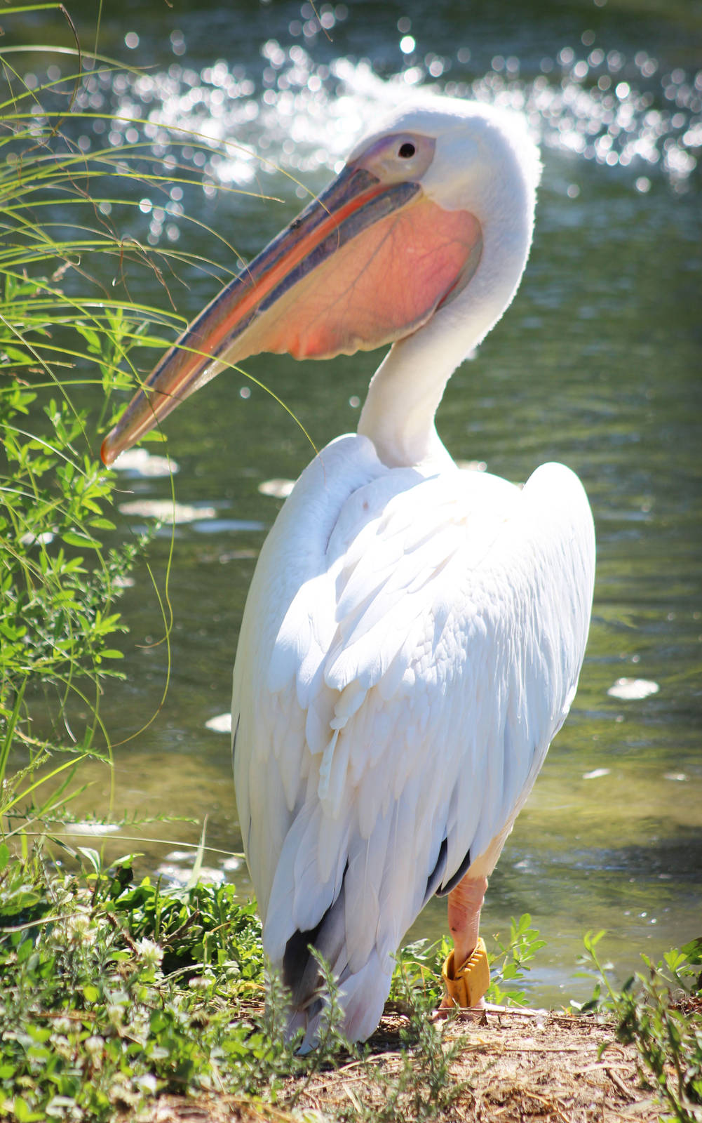 Jul. 2016 - African Journey - Great White Pelican