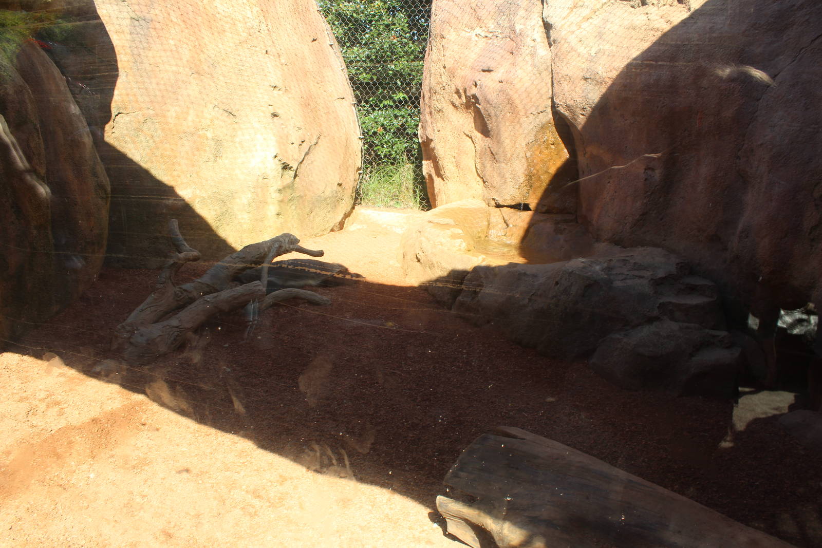 Jul. 2016 - African Journey - Honey Badger Exhibit