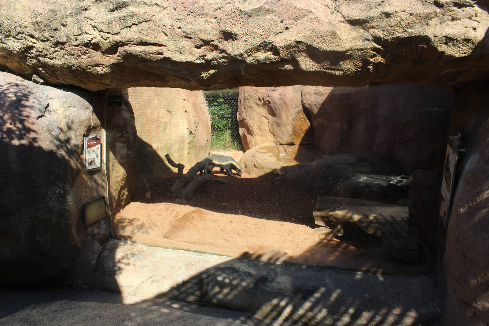 Jul. 2016 - African Journey - Honey Badger Exhibit