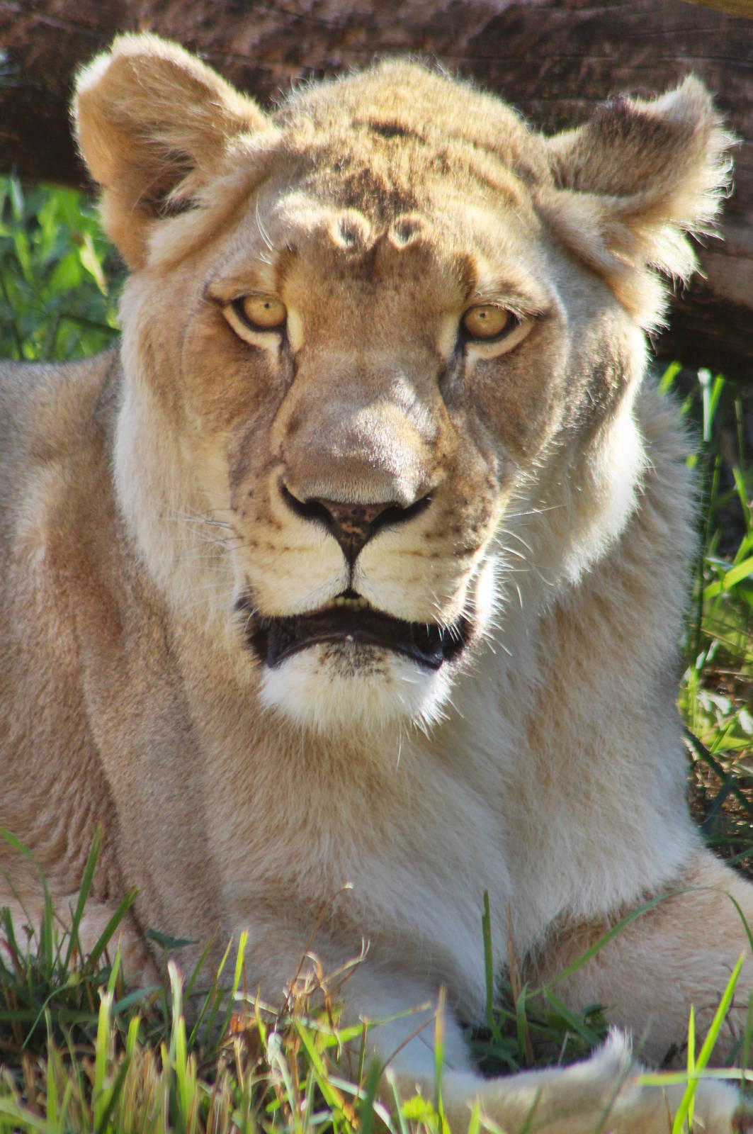 Jul. 2016 - African Journey - Ina