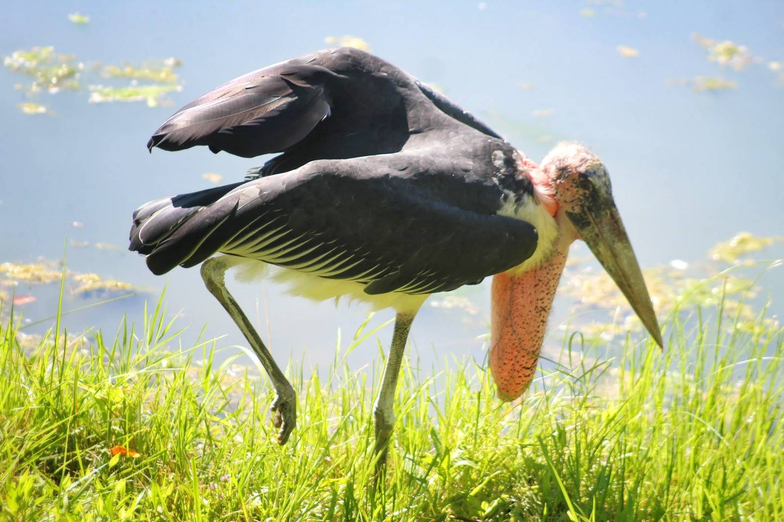 Jul. 2016 - African Journey - Marabou Stork