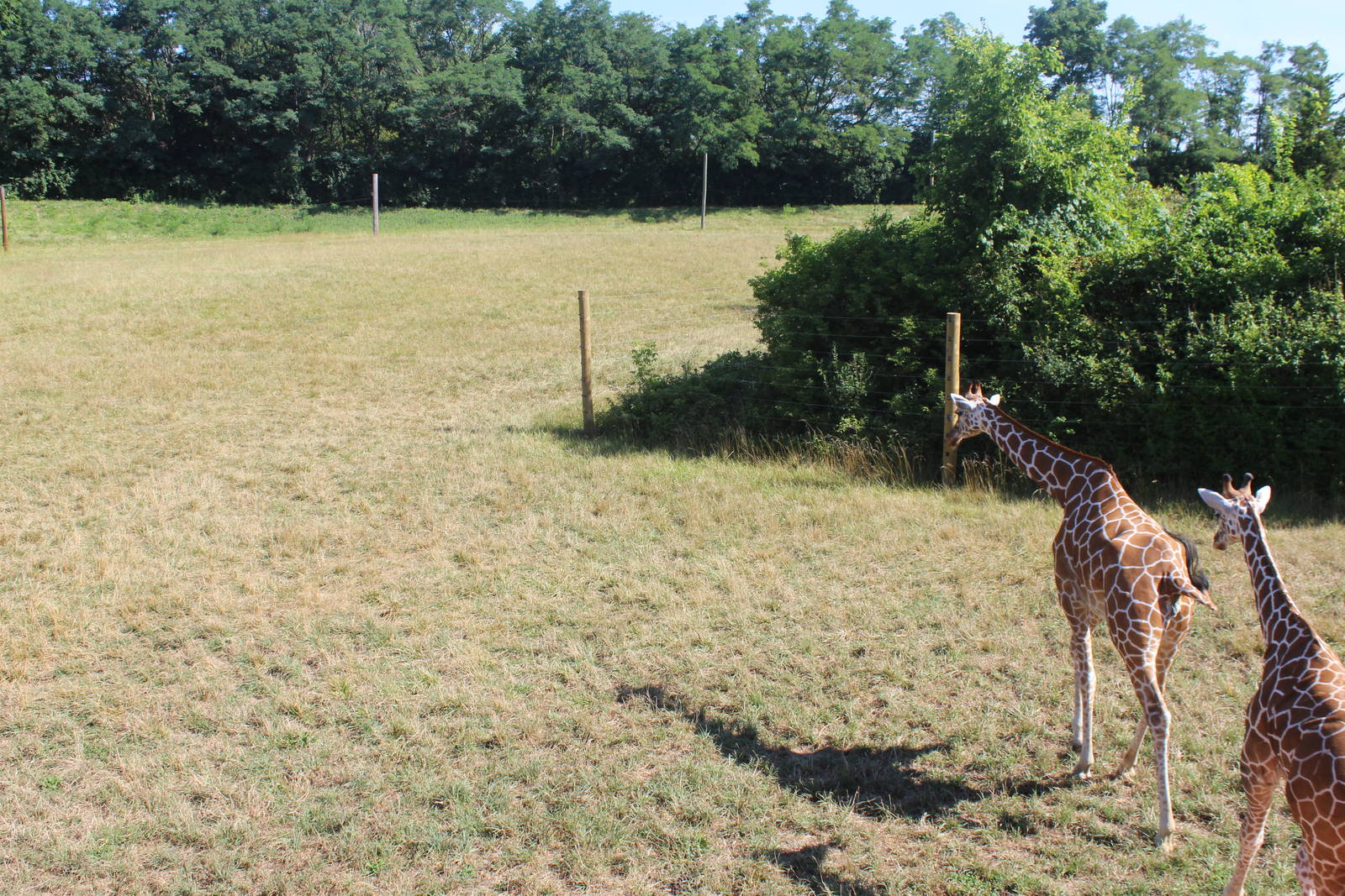 Jul. 2016 - African Journey - Reticulated Giraffe Exhibit (Left Side)