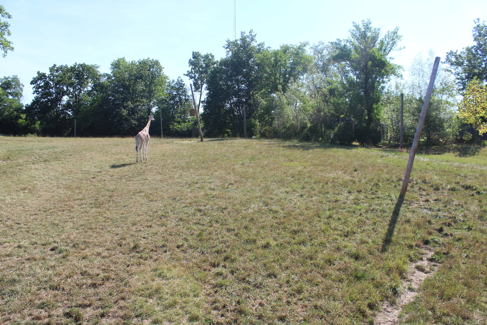 Jul. 2016 - African Journey - Reticulated Giraffe Exhibit (Right Side)