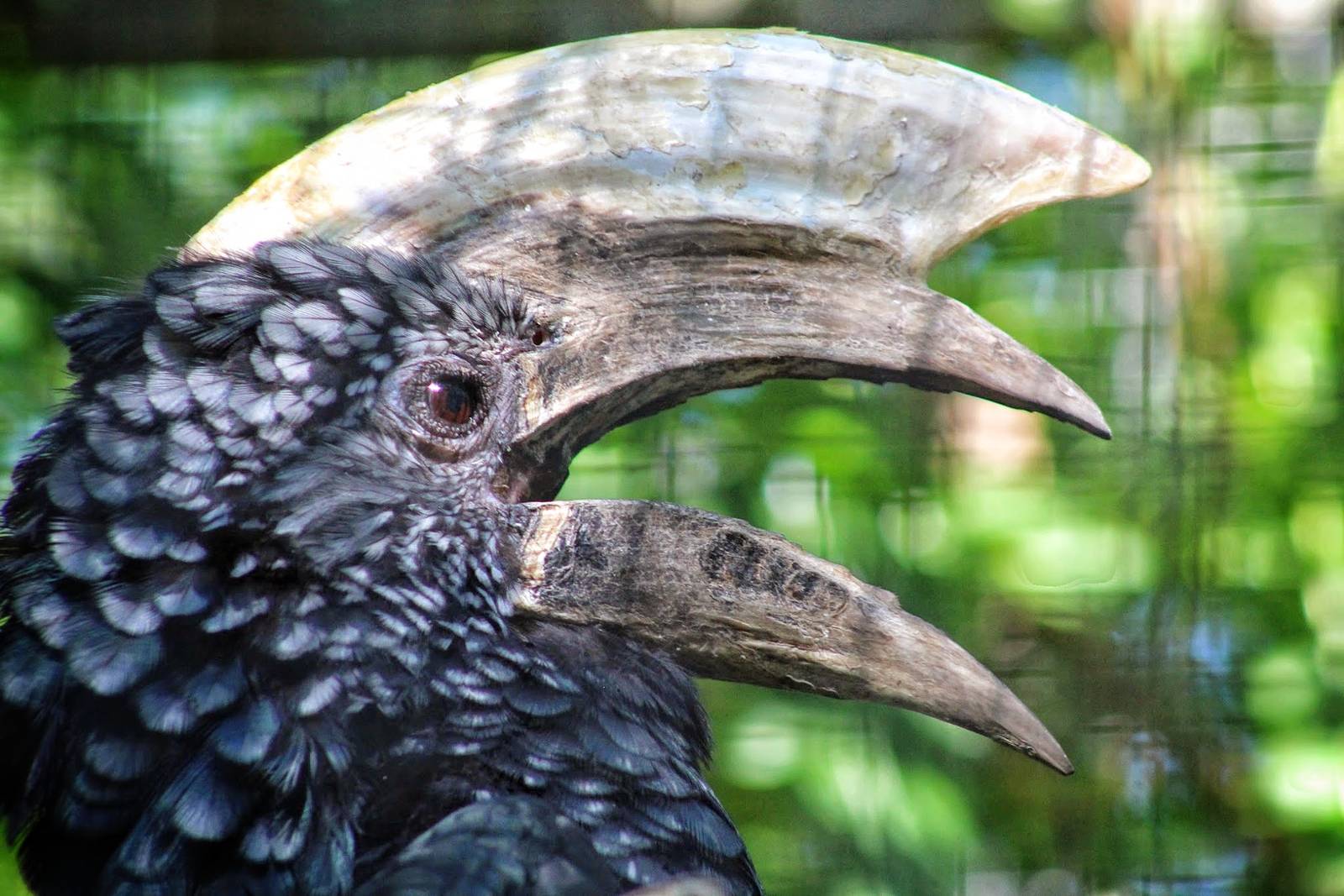 Jul. 2016 - African Journey - Silvery-cheeked Hornbill