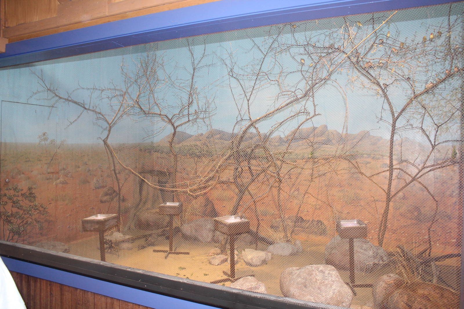 Jul. 2016 - Australia - Pretty Birds Exhibit (5 Species)