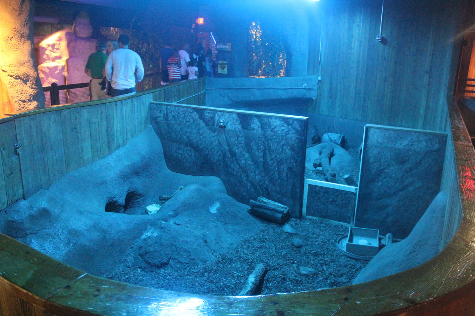 Jul. 2016 - Australia - Short-beaked Echidna Exhibit