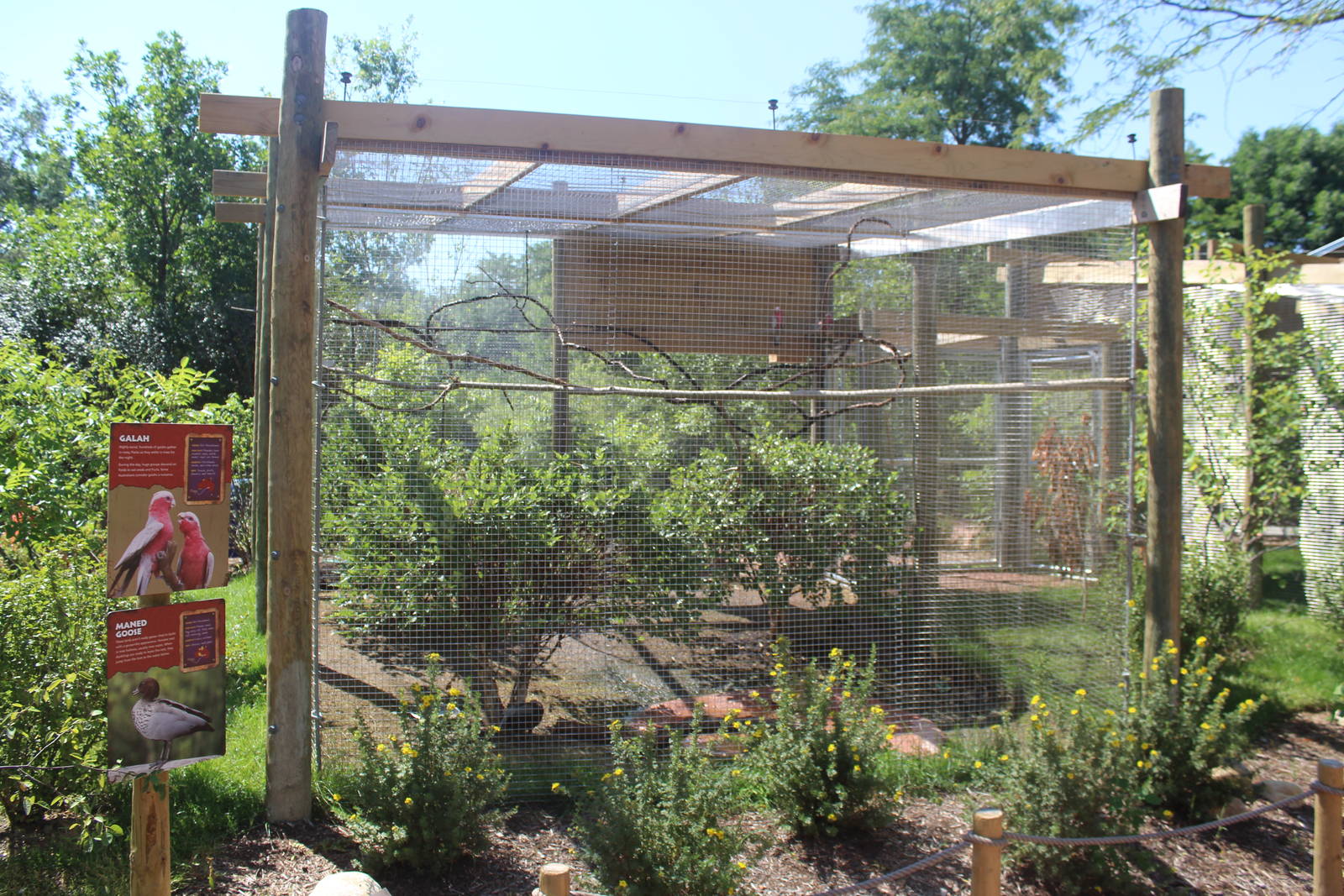 Jul. 2016 - Australian Adventure - Galah + Maned Duck Exhibit