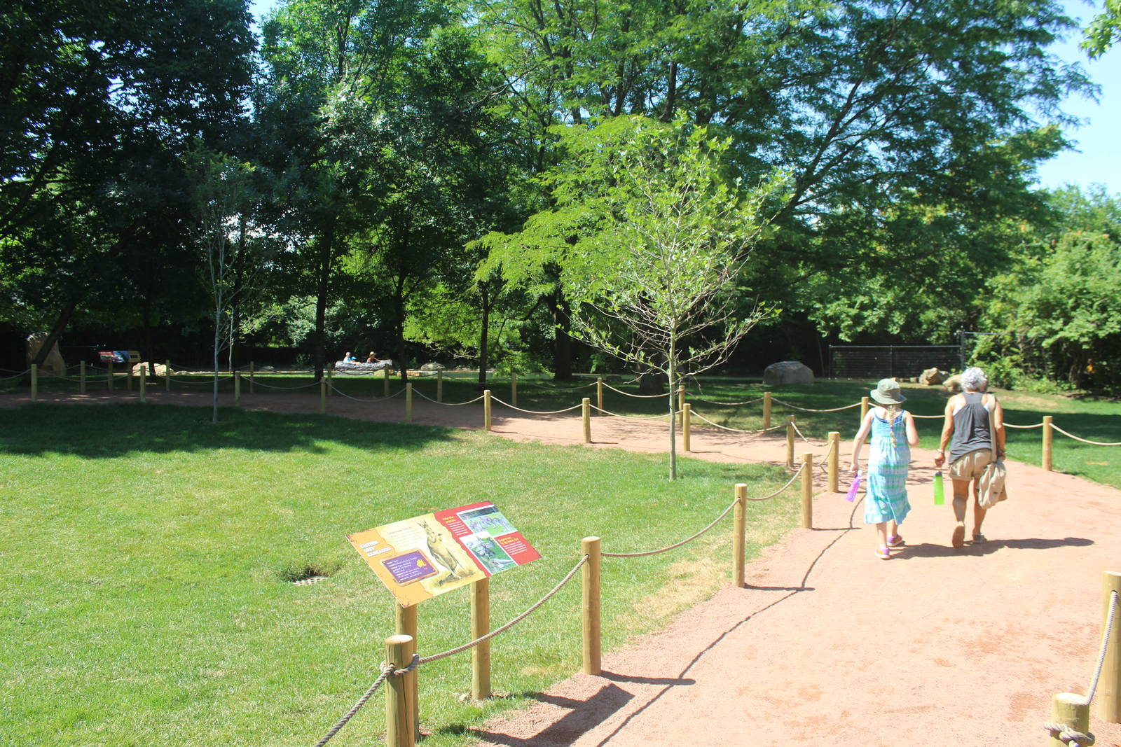 Jul. 2016 - Australian Adventure - Walkthrough Grey Kangaroo + Black Swan E