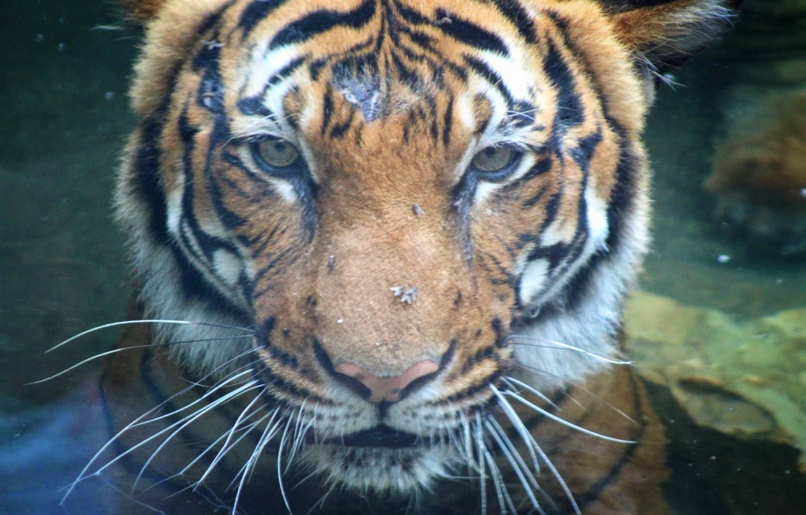 Jul. 2016 - Cat Canyon - Jalil (New Malayan Tiger Male)