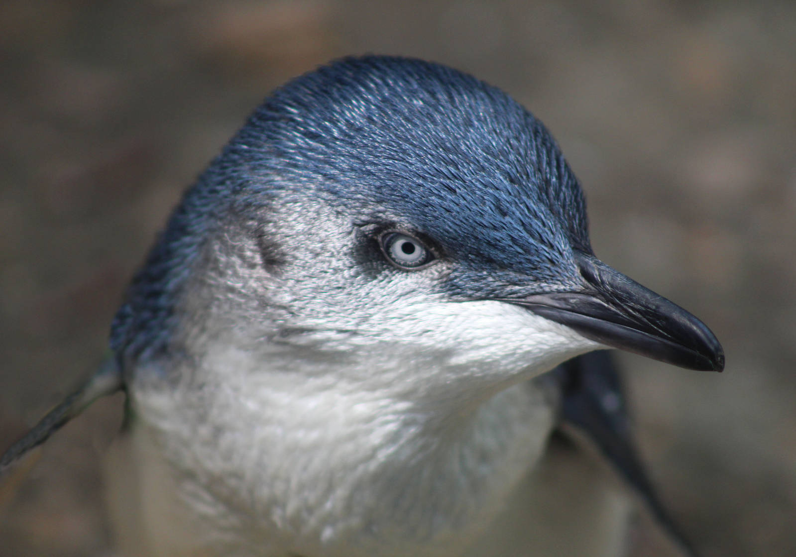 Jul. 2016 - Children's Zoo - Little Penguin