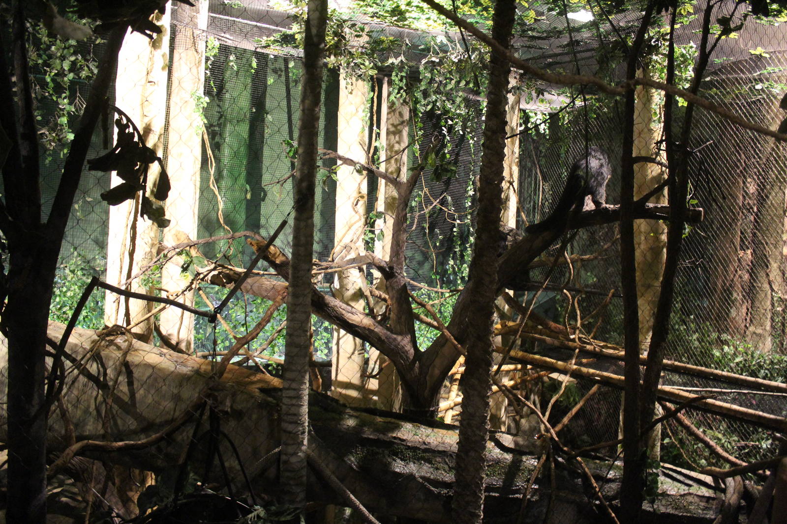 Jul. 2016 - Clouded Leopard Rain Forest - Bearcat Exhibit