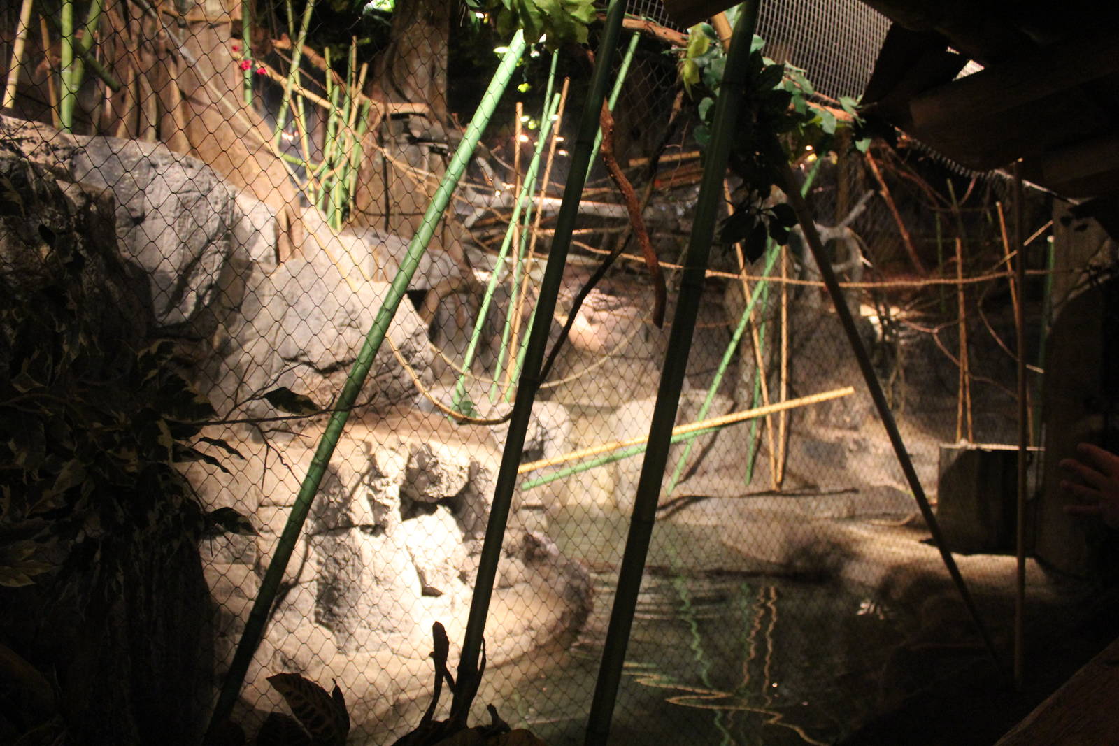 Jul. 2016  Clouded Leopard Rain Forest - Clouded Leopard Exhibit