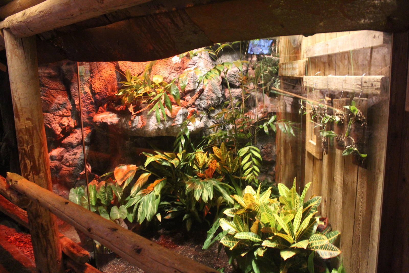 Jul. 2016 - Clouded Leopard Rain Forest - Future Monitor Exhibit