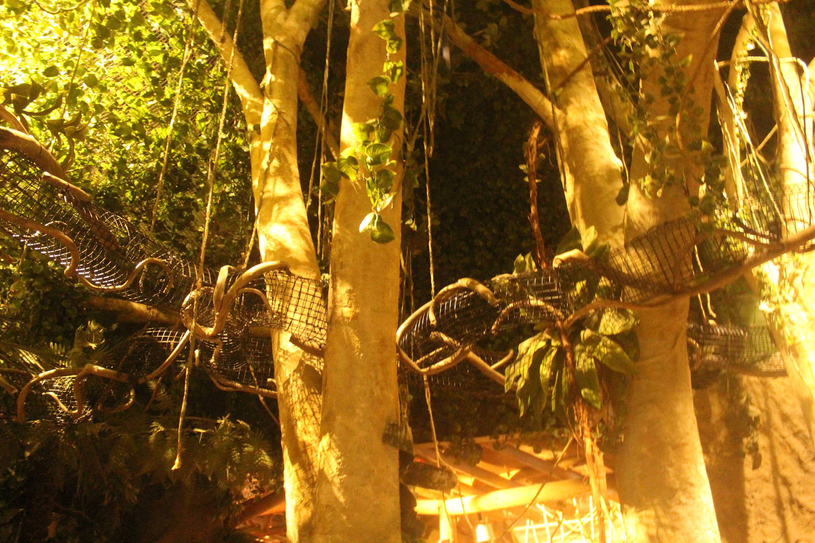 Jul. 2016 - Clouded Leopard Rain Forest - Hidden Tunnels for Squirrels