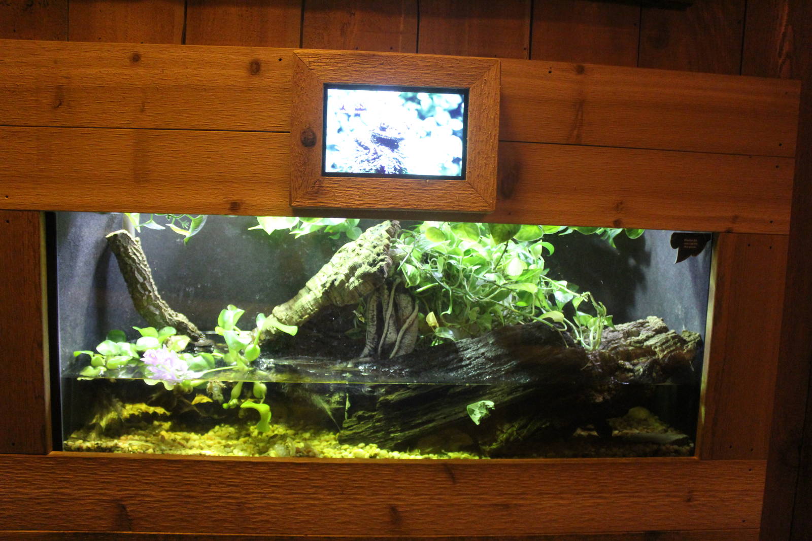 Jul. 2016  Clouded Leopard Rain Forest - Mossy Frog Exhibit