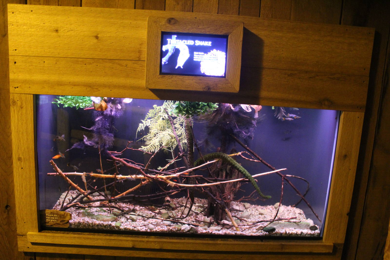 Jul. 2016 - Clouded Leopard Rain Forest - Tentacled Snake Exhibit