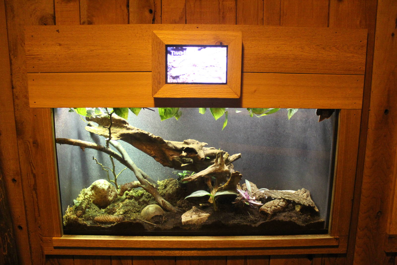 Jul. 2016 - Clouded Leopard Rain Forest - Thai Bamboo Racer Exhibit