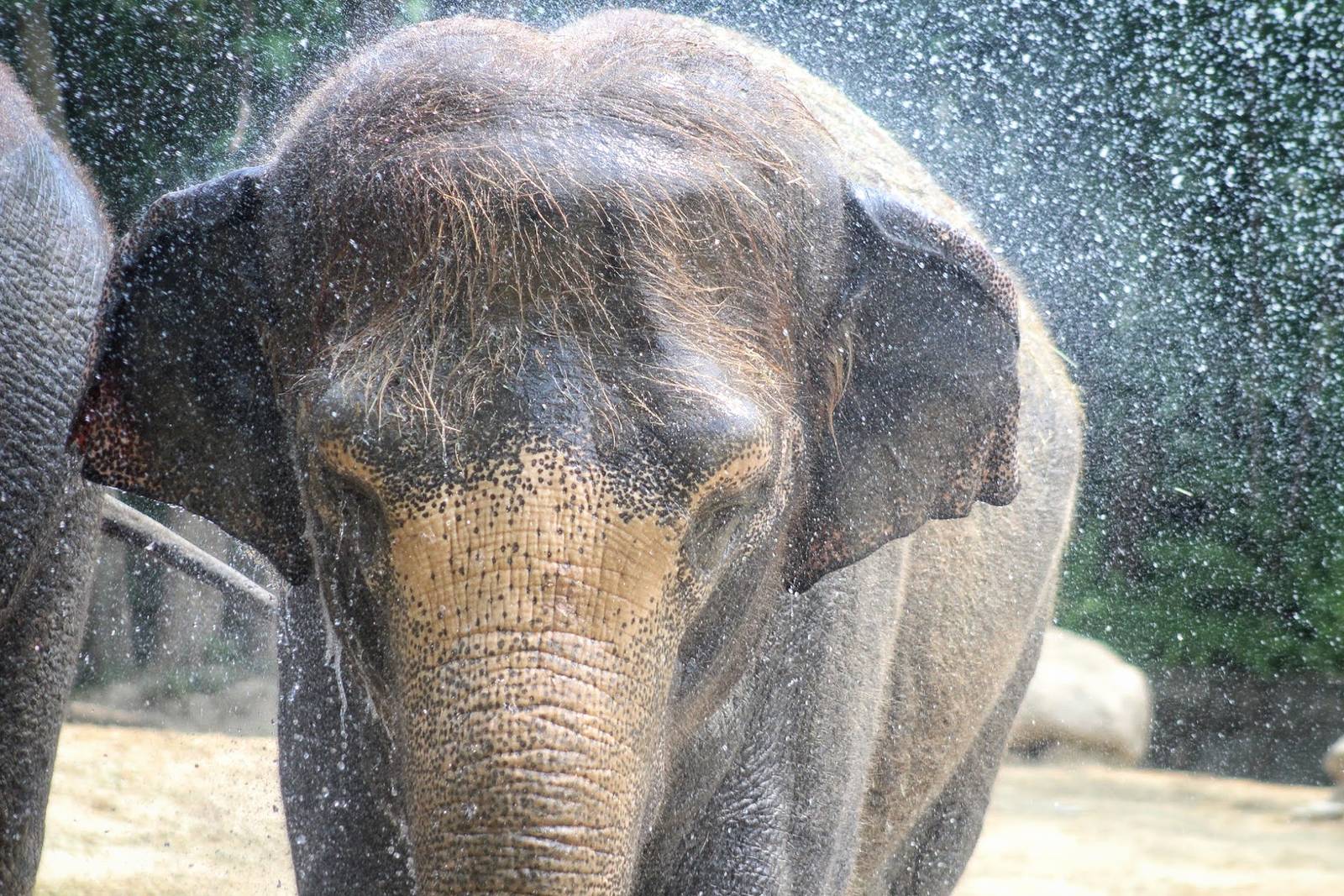 Jul. 2016 - Elephant Reserve - Jati