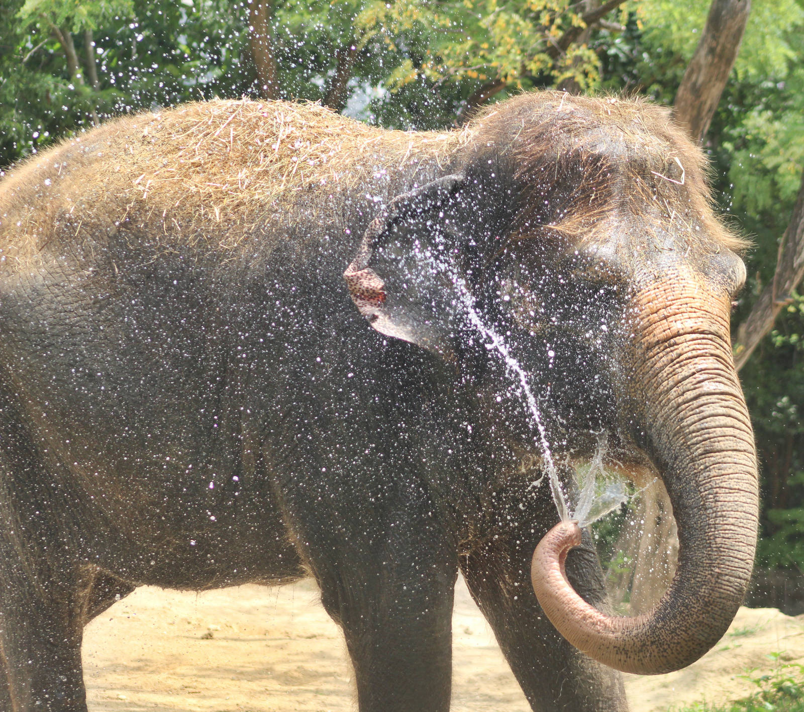 Jul. 2016 - Elephant Reserve - Jati