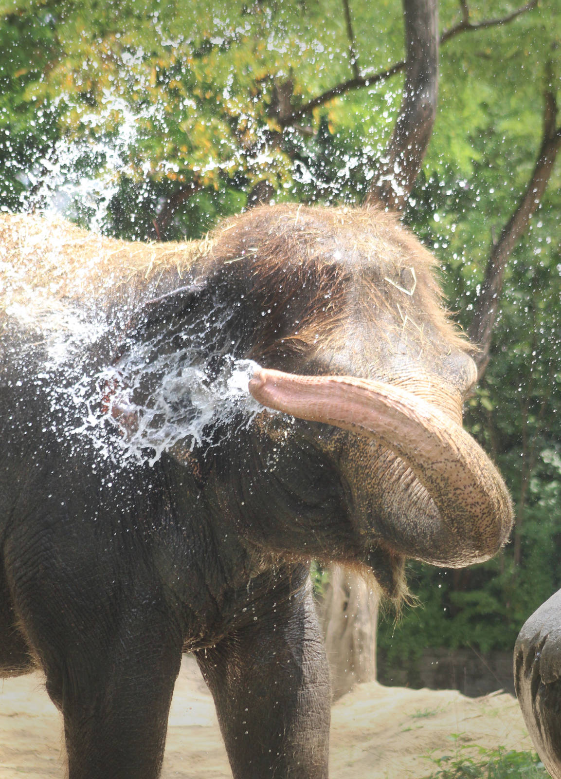 Jul. 2016 - Elephant Reserve - Jati