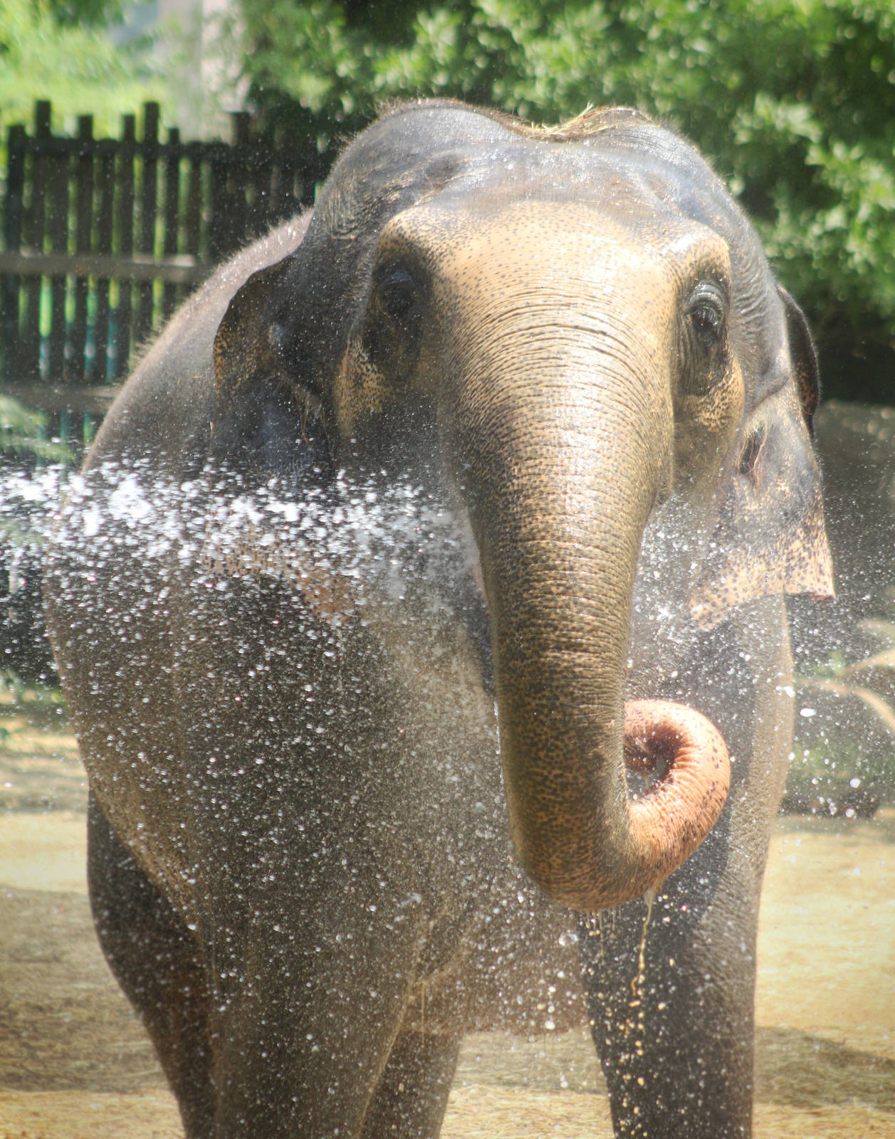 Jul. 2016 - Elephant Reserve - Mai Thai