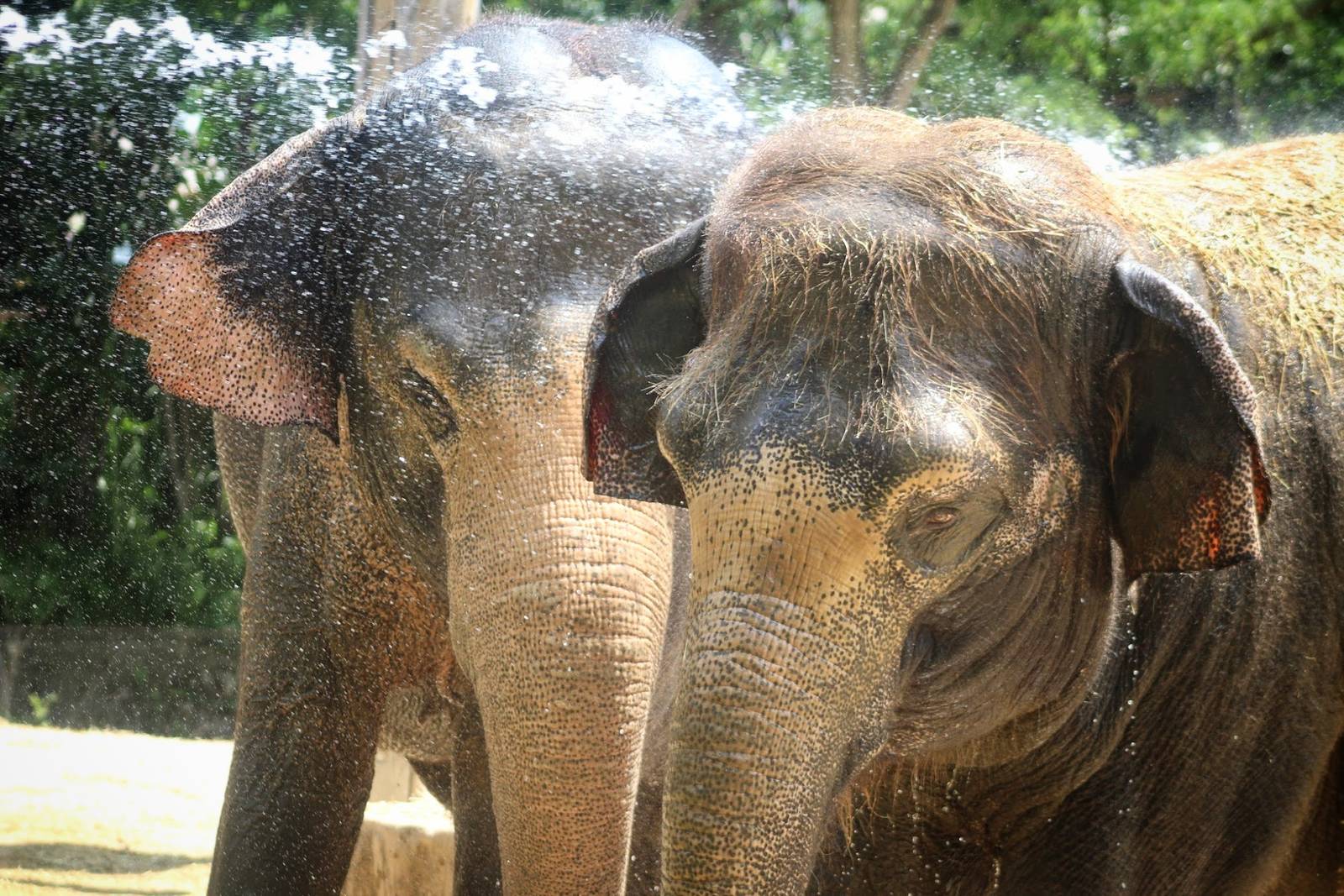Jul. 2016 - Elephant Reserve - Schottzie and Jati