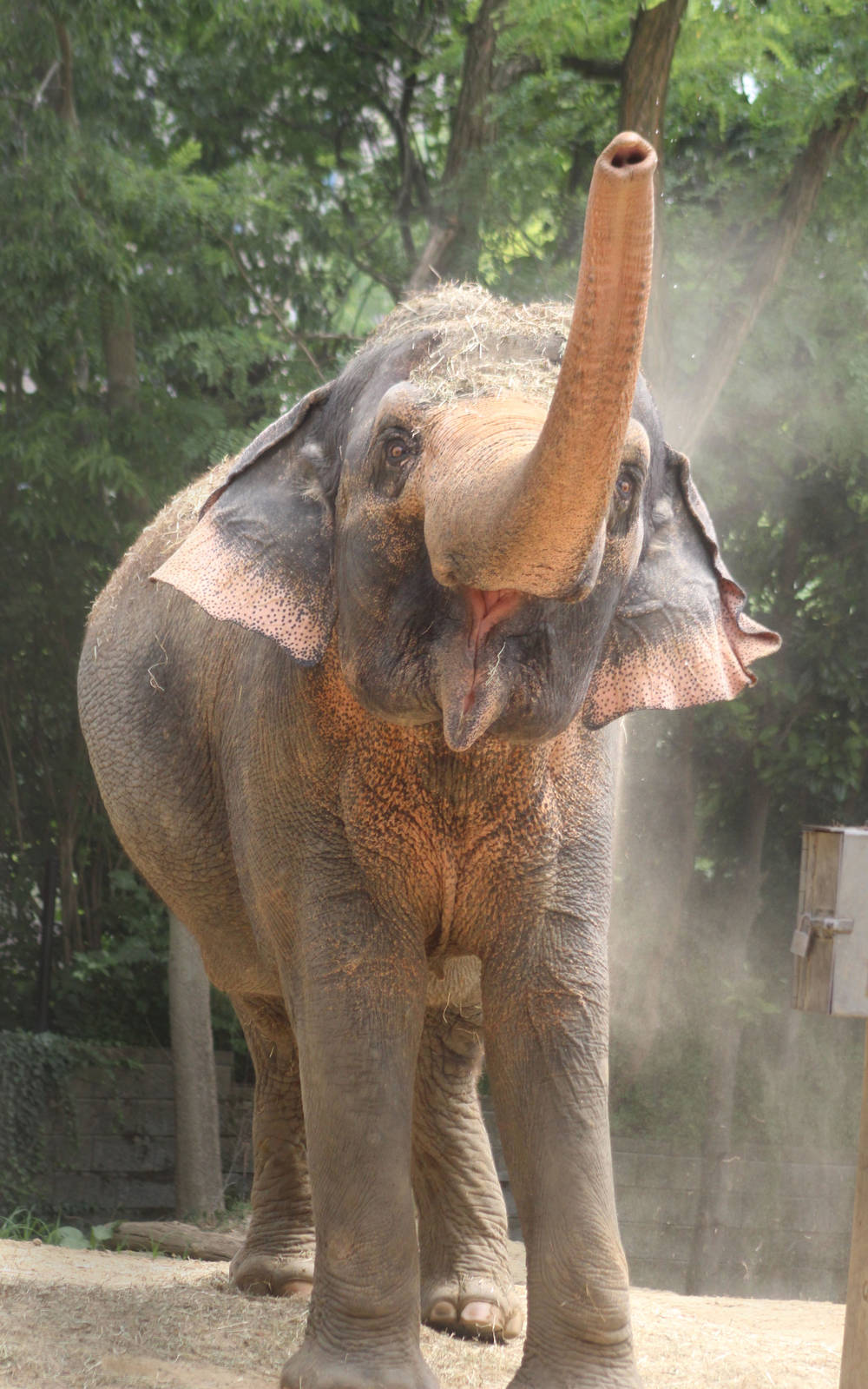 Jul. 2016 - Elephant Reserve - Schottzie