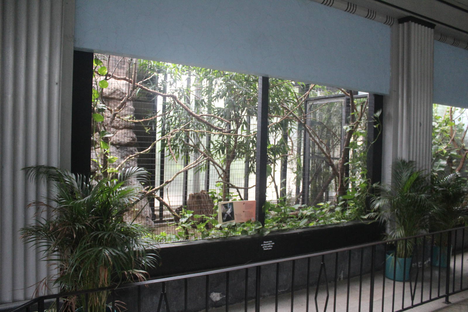 Jul. 2016 - Feathers and Scales - Blue-faced Honeyeater Exhibit