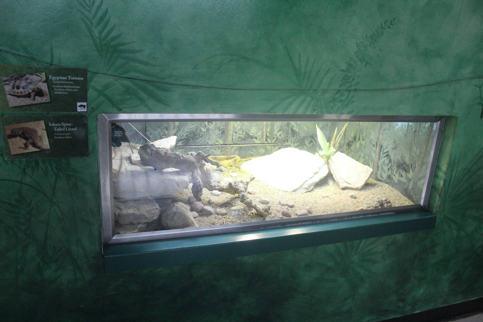 Jul. 2016 - Feathers and Scales - Egyptian Tortoise + Sahara Spiny-tailed L