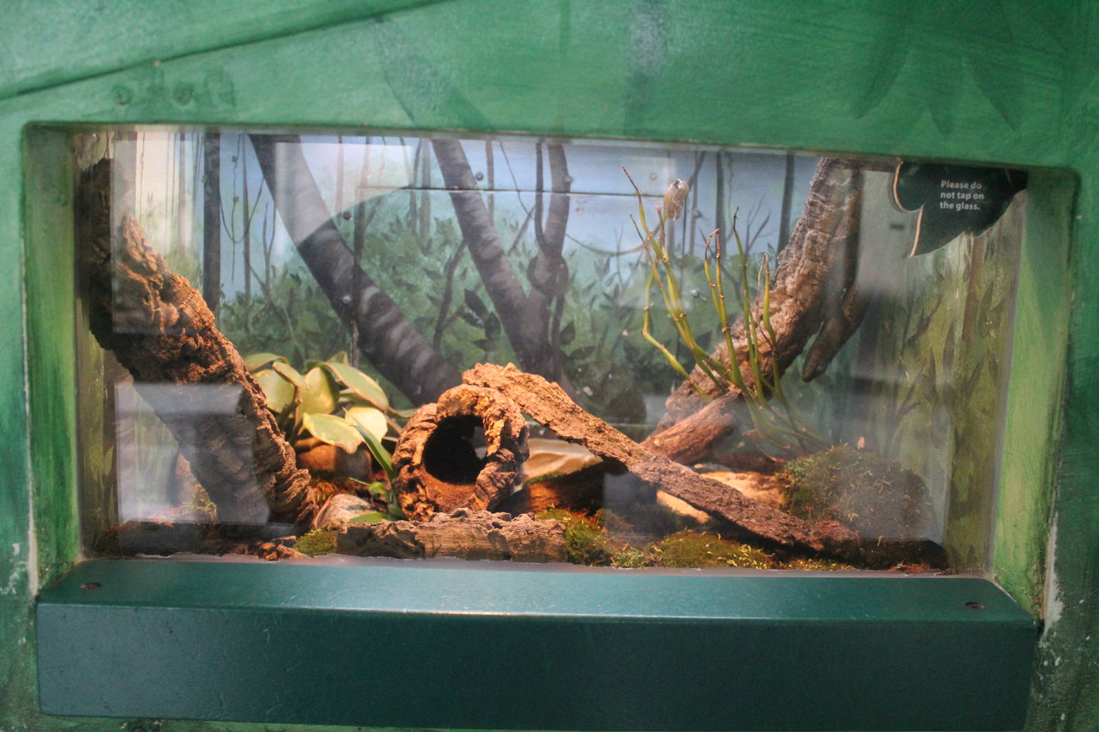 Jul. 2016 - Feathers and Scales - Halmahera Giant Gecko Exhibit