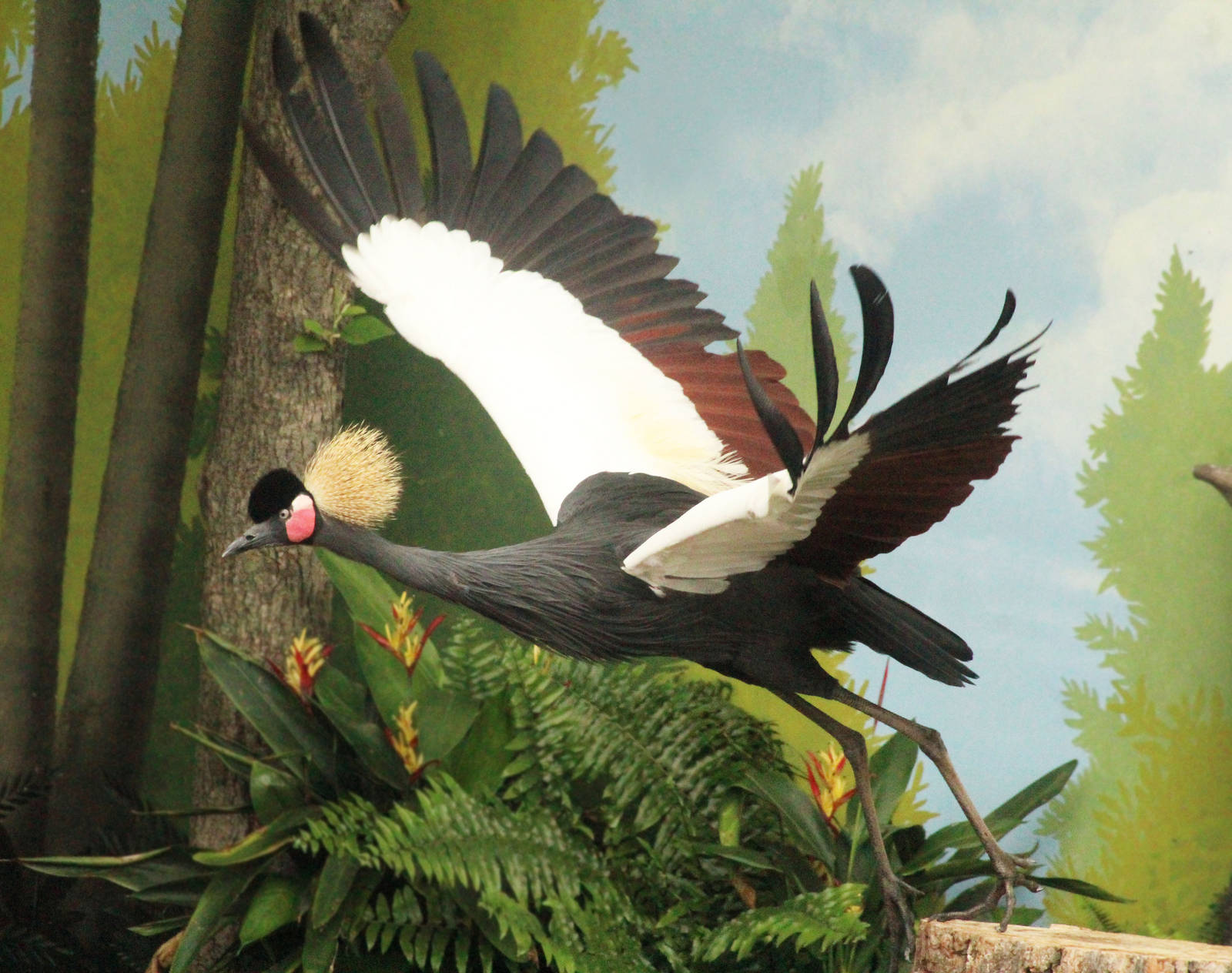 Jul. 2016 - Festival of Flight - Black Crowned Crane