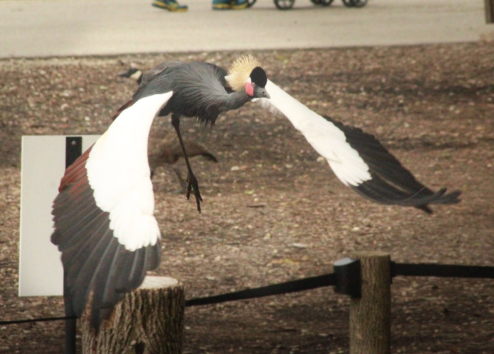 Jul. 2016 - Festival of Flight - Black Crowned Crane