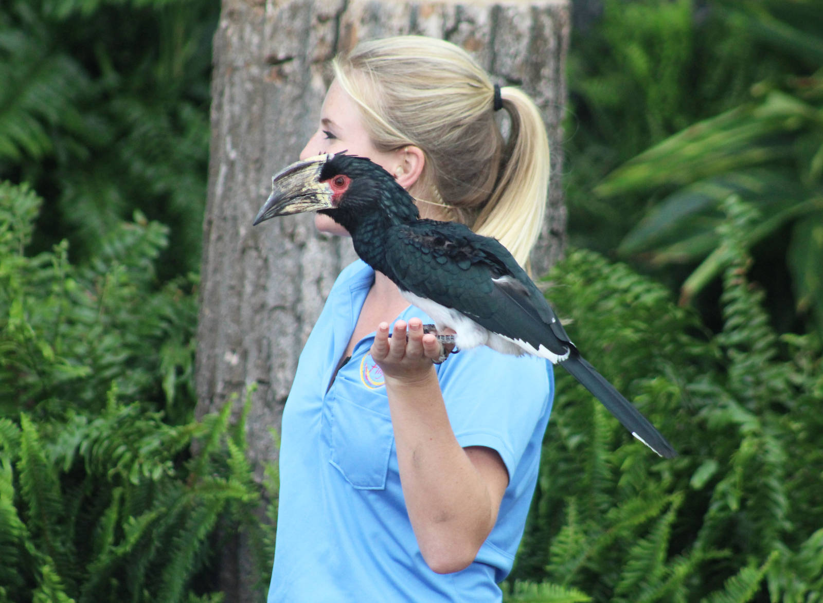 Jul. 2016 - Festival of Flight - Trumpeter Hornbill